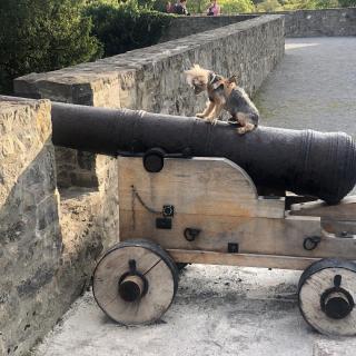 Pipo apuntando con el cañón