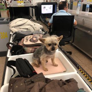 Pipo pasando el control de seguridad del aeropuerto