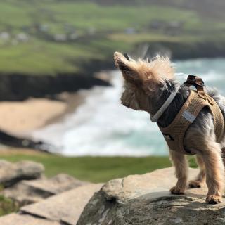 Pipo disfrutando de las vistas a la playa