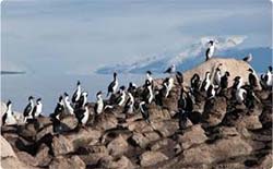 Isla de los Pájaros