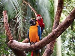 Parque das Aves