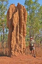 Magnetic termite mounds