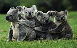 Kuranda Koala Gardens