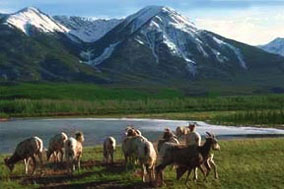 goats and glacier viewpoint