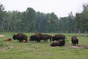 bison paddock loop