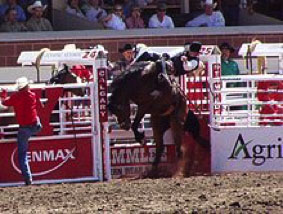 calgary stampede