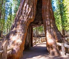 Mariposa Grove