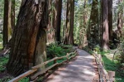 Muir Woods