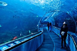 Aquarium of the Bay