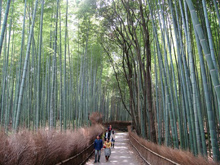 bosque de bambú