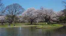 parque yoyogi