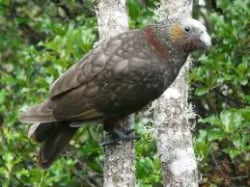 Foto de un kākā