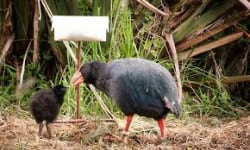 Te Anau Bird Sanctuary