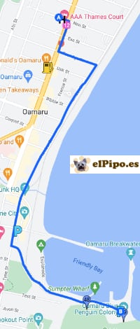 itinerario hasta Oamaru Blue Penguin Colony