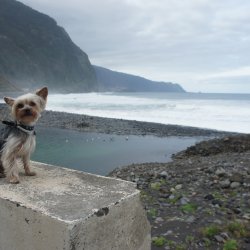 Lobo de mar