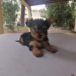 Nina con 7 semanas