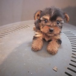 Nina con 5 semanas