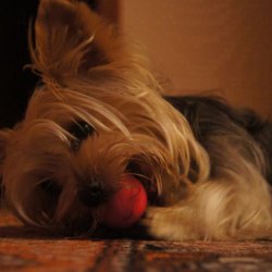 Jugando a pelota