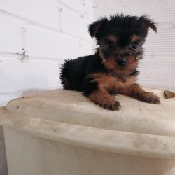 Nina con 4 semanas