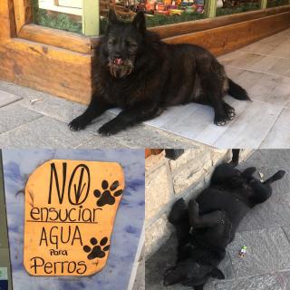 A Pipo le encantaría esta ciudad: perros hermosos, relajados en medio de la calle y con muchos sitios donde refrescarse