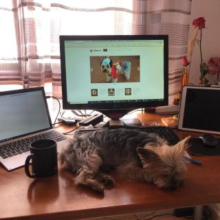Pipo continúa colaborando en el teletrabajo, exactamente durmiéndose en medio del espacio de trabajo