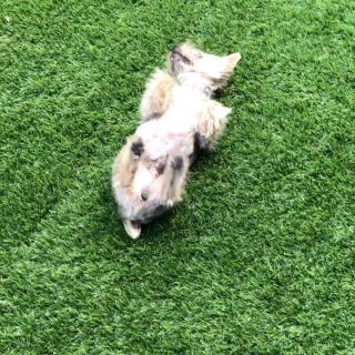 Pipo contento de estar de nuevo en casa