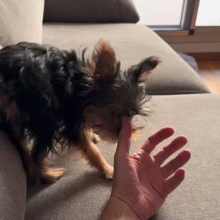 Nina en modo demonio