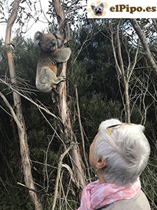 koala y helena