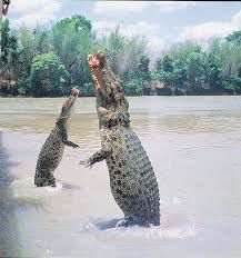 Original Adelaide River Queen Jumping Crocodile Cruises